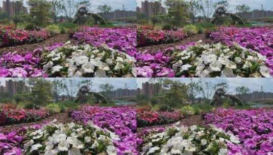 济南赛石花园大会，夏季植物盛开高清在线视频素材下载