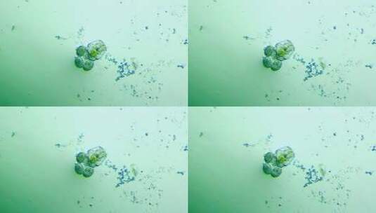 生命科学纪录片素材，显微镜下的生物，轮虫12高清在线视频素材下载