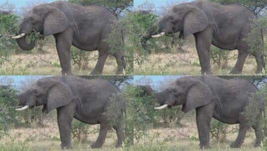 大象吃树叶高清在线视频素材下载