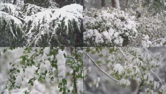 瑞雪压枝头-树林下雪通用素材高清在线视频素材下载