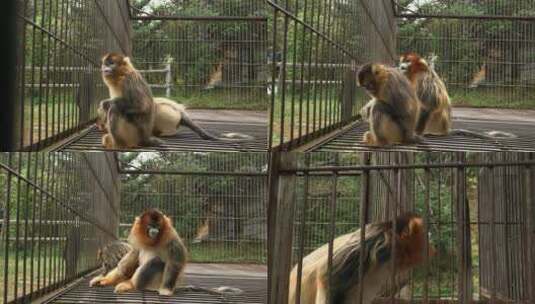 金丝猴在笼子里1高清在线视频素材下载
