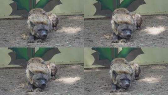 斑点鬣狗动物园高清在线视频素材下载
