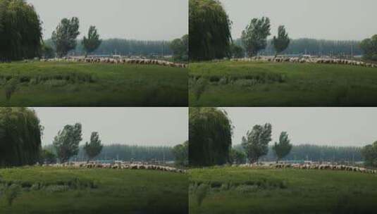 沈阳城市郊区夏季蓝天青草河流牛羊风光高清在线视频素材下载