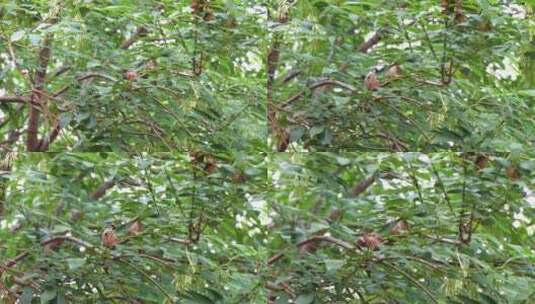 麻雀在树枝上高清在线视频素材下载