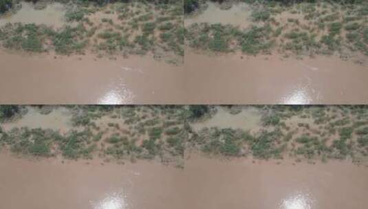 航拍南方洪水被淹没植物高清在线视频素材下载