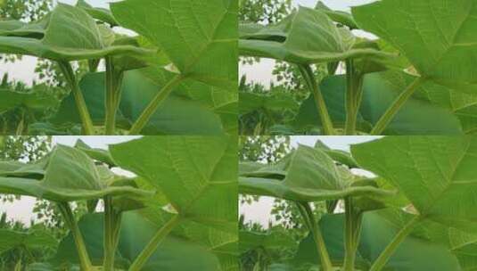 大豆植物叶子纹理高清在线视频素材下载