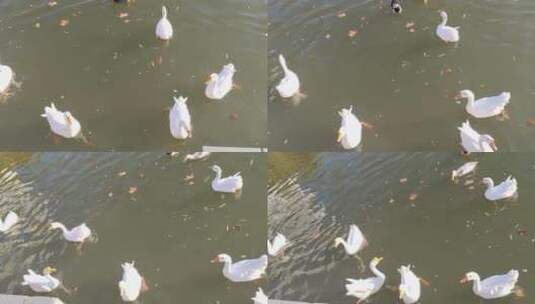 大白鹅在湖里戏水高清在线视频素材下载