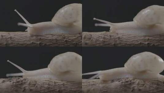 蜗牛透明的壳LOG高清在线视频素材下载