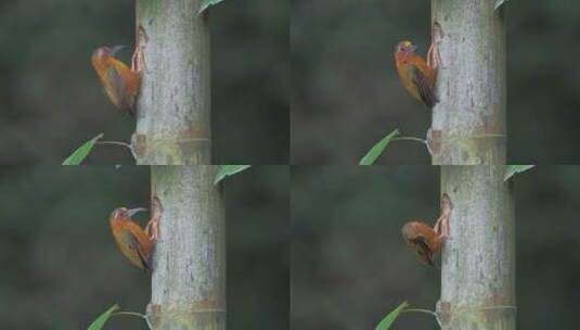体积最小啄木鸟：白眉棕啄木鸟竹上筑巢育雏高清在线视频素材下载