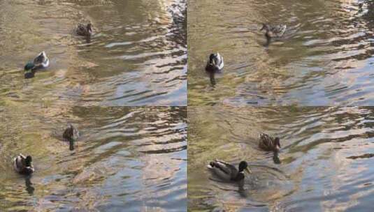 公园湖里戏水的鸭子高清在线视频素材下载