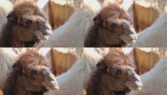骆驼咀嚼的特写高清在线视频素材下载