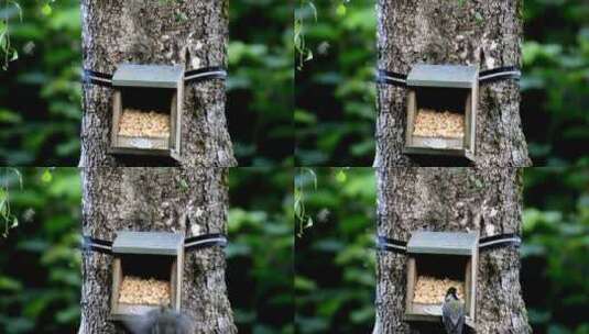 树干上的鸟巢高清在线视频素材下载