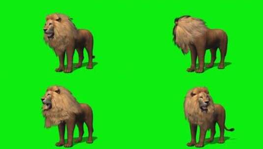 绿幕-动物-狮子咆哮高清在线视频素材下载