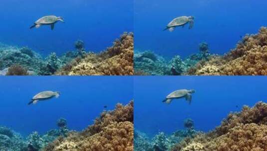 在珊瑚礁上游泳的海龟高清在线视频素材下载