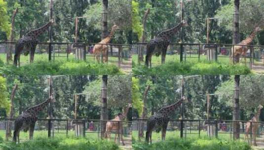 公园里的长颈鹿吃草02高清在线视频素材下载
