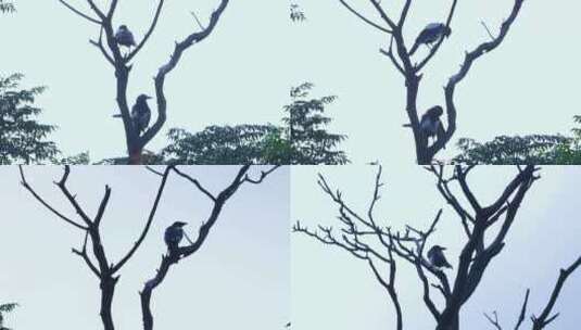 树枝上的喜鹊鸟儿合集高清在线视频素材下载