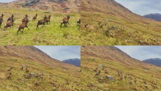 阳光下马群在草原上奔跑高清在线视频素材下载