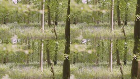 乡村树林里生长的蓝铃景观高清在线视频素材下载