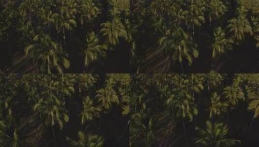 棕榈树顶高清在线视频素材下载