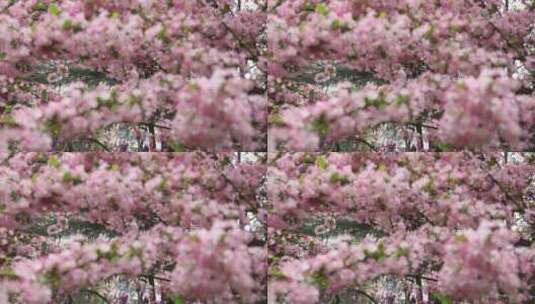 垂丝海棠、海棠、春、花 (15)高清在线视频素材下载