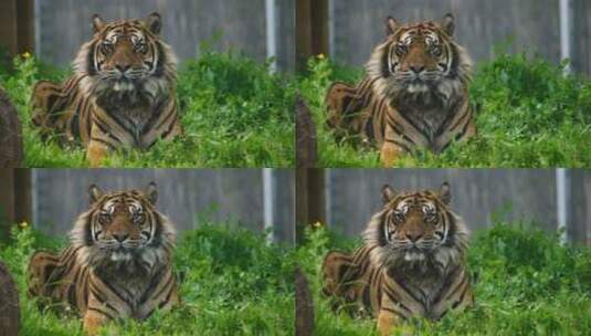 一只老虎的虎视眈眈高清在线视频素材下载