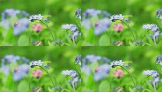 粉色和蓝色的花在花园中高清在线视频素材下载