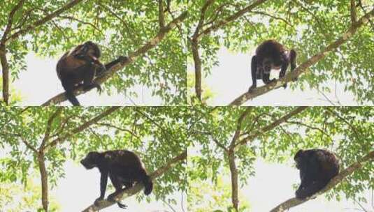 坐在树枝上的猴子高清在线视频素材下载