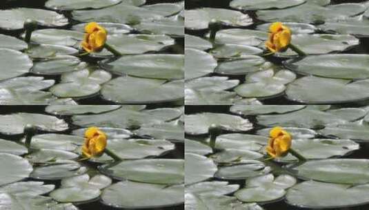 湖泊里盛开的黄色睡莲花高清在线视频素材下载