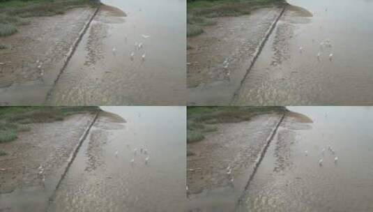 河边的白鹭高清在线视频素材下载
