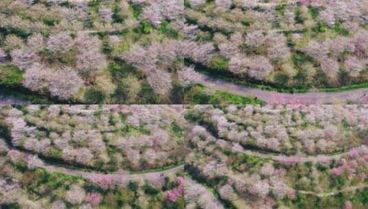 浙江杭州樱花园航拍高清在线视频素材下载