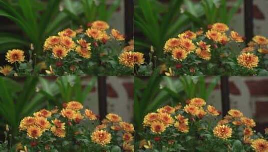 秋天的菊花 球菊高清在线视频素材下载