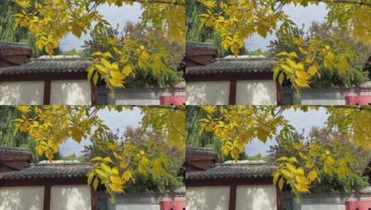济南秋天的街道，落叶金黄秋韵浓厚高清在线视频素材下载