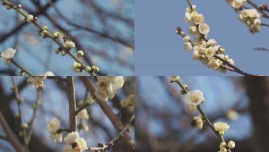 春暖花开腊梅花蜜蜂空镜高清在线视频素材下载