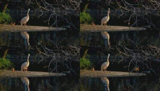 湖边鹈鹕大嘴鸟高清在线视频素材下载