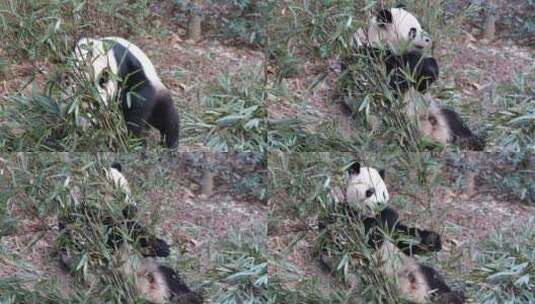 大熊猫在吃竹子高清在线视频素材下载