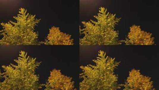 夜晚的银杏树金色的树叶原始4K素材高清在线视频素材下载