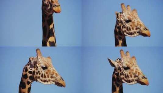 野生动物园长颈鹿颈部和头部特写高清在线视频素材下载