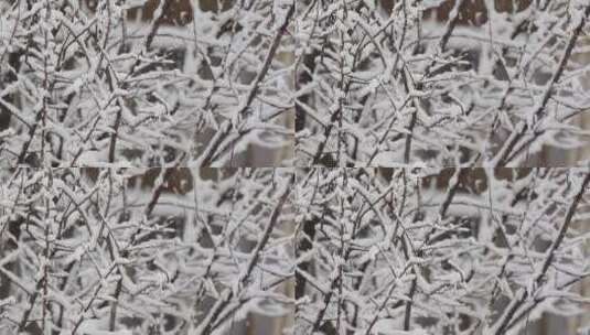 实拍视频风雪交加高清在线视频素材下载