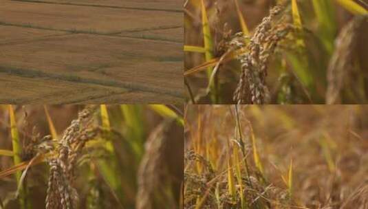 麦子麦穗粮食高清在线视频素材下载