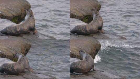 海滩边的海狮高清在线视频素材下载