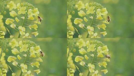 春天油菜花蜜蜂高清在线视频素材下载