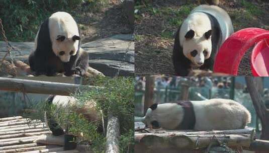 熊猫  动物园 8264高清在线视频素材下载