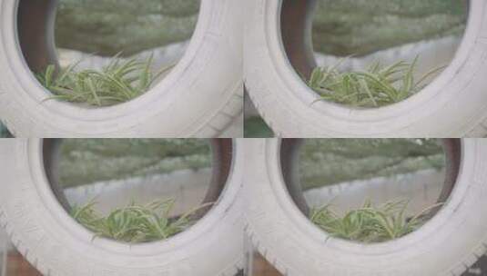 种在轮胎里的植物高清在线视频素材下载