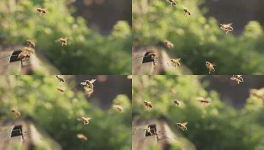 春天的精灵蜜蜂飞舞特写唯美慢镜头高清在线视频素材下载