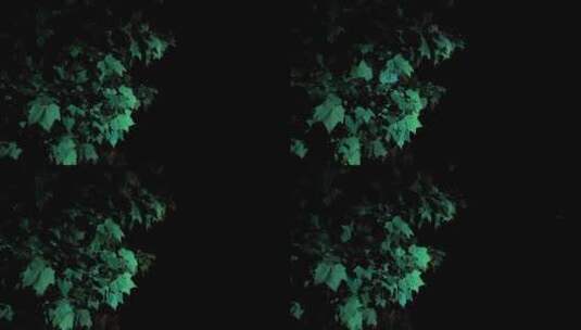 夜晚灯光下风吹树叶动高清在线视频素材下载