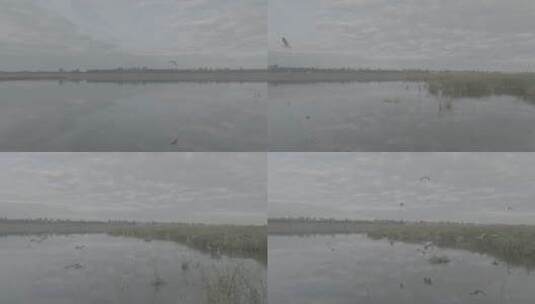 美丽中国-生态湿地湿地鸟群高清在线视频素材下载