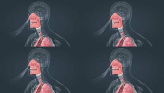 人体器官上呼吸道支气管肺呼吸三维特效动画高清在线视频素材下载