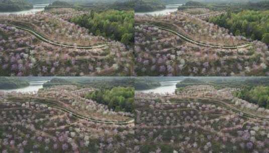 平湖生态园紫荆花高清在线视频素材下载