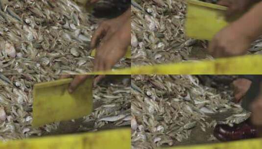 4kl1广东雷州渔民们对鱼进行分类处理7高清在线视频素材下载