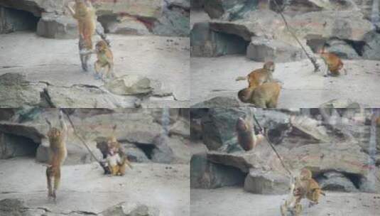 猴子幼崽小猴互相打闹高清在线视频素材下载